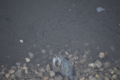 Neogastropoda