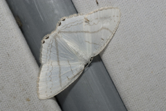 Micronidia intermedia