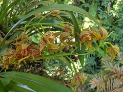 Cymbidium hookerianum