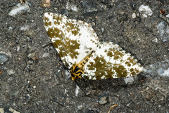 Arichanna picaria
