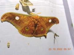 Antheraea paphia