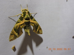 Daphnis nerii