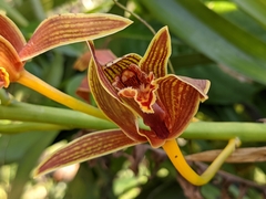 Cymbidium hookerianum