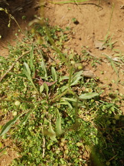 Wahlenbergia androsacea