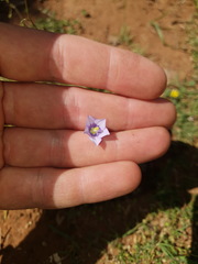 Wahlenbergia androsacea