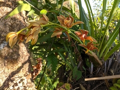Cymbidium hookerianum