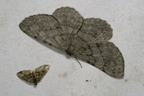 Boarmia monotona