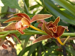 Cymbidium hookerianum