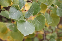 Populus × canadensis