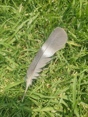 Micronisus gabar gabar