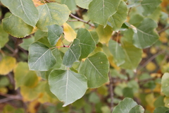 Populus × canadensis