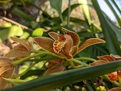 Cymbidium hookerianum
