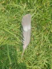 Micronisus gabar gabar