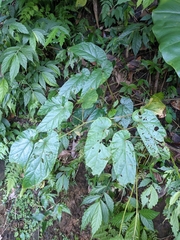 Begonia longifolia