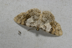 Psilalcis albibasis