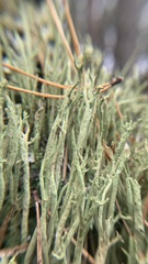 Cladonia cenotea