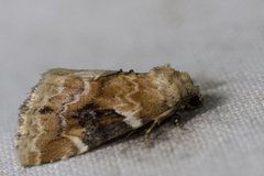 Pseudodeltote coenia