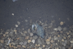 Neogastropoda
