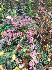 Cotoneaster fangianus