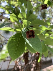Dais cotinifolia
