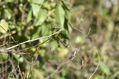 Erythemis vesiculosa