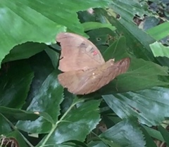 Dophla evelina compta