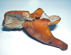 Rhodophana nitellina