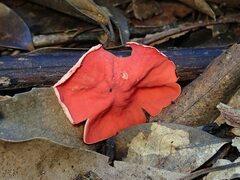 Sarcoscypha coccinea