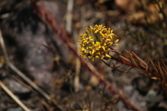 Quinchamalium chilense