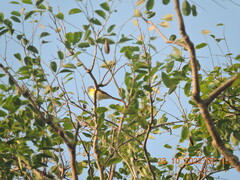 Pericrocotus cinnamomeus