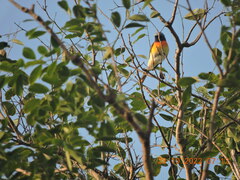 Pericrocotus cinnamomeus