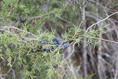 Juniperus phoenicea