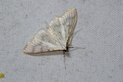 Palpita warrenalis