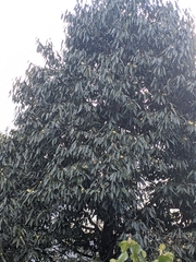 Magnolia kisopa