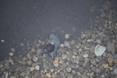 Neogastropoda