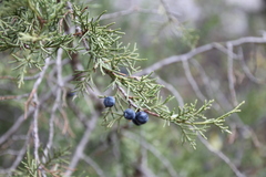 Juniperus phoenicea