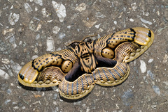 Brahmaea wallichii insulata