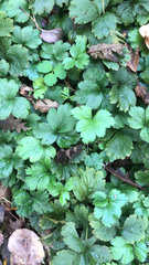 Waldsteinia fragarioides