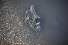 Neogastropoda