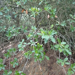 Quercus coccifera pseudococcifera