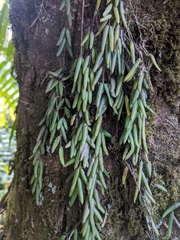 Hoya linearis