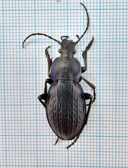 Carabus