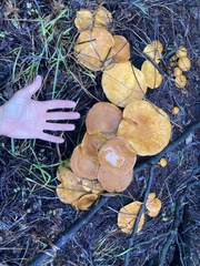 Gymnopilus junonius
