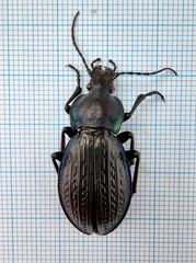 Carabus