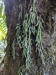 Hoya linearis