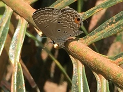 Luthrodes pandava pandava