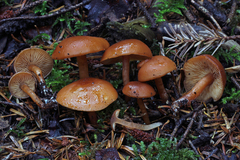 Rhodophana nitellina