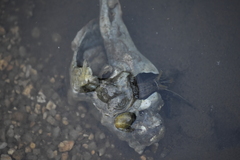 Neogastropoda