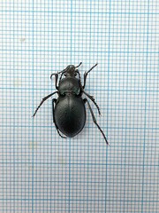 Carabus convexus