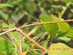Pyrgomorphidae